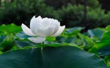 Đừng đánh mất thì giờ vì ganh tị và cải vả